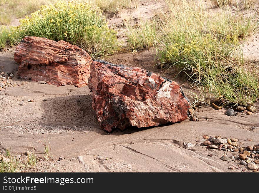 Piece of the petrified wood from Petrified Forest NP. Piece of the petrified wood from Petrified Forest NP