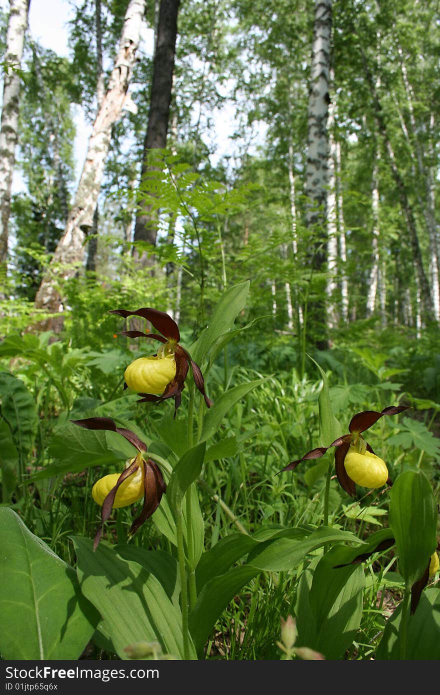 Cypripedium Calceolis