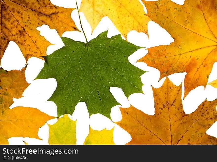 Maple leaves isolated on a white