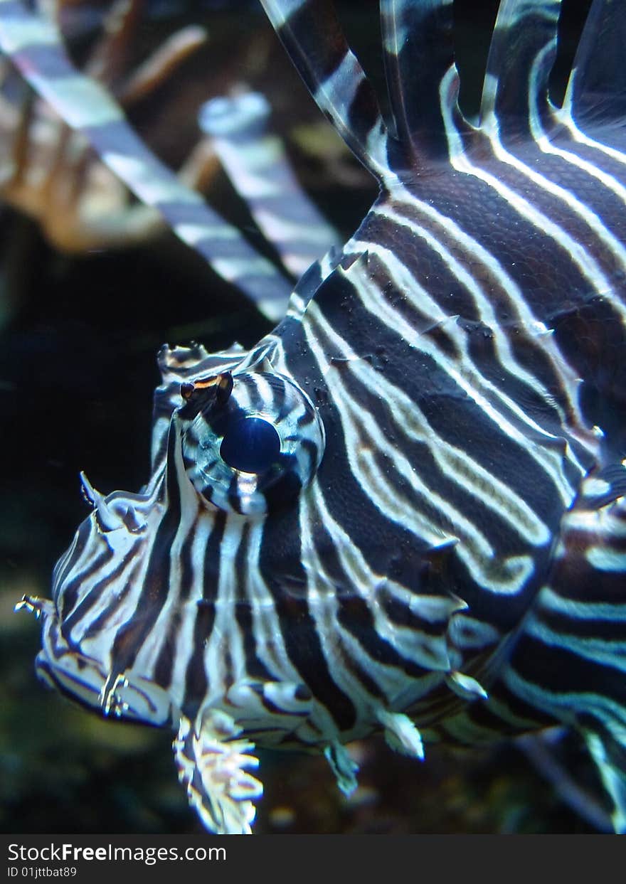 Lionfish closeup picture in aquarium. Lionfish closeup picture in aquarium