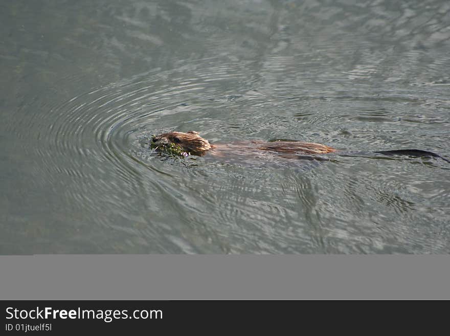 Muskrat floats down the river with algae in the teeth. Muskrat floats down the river with algae in the teeth