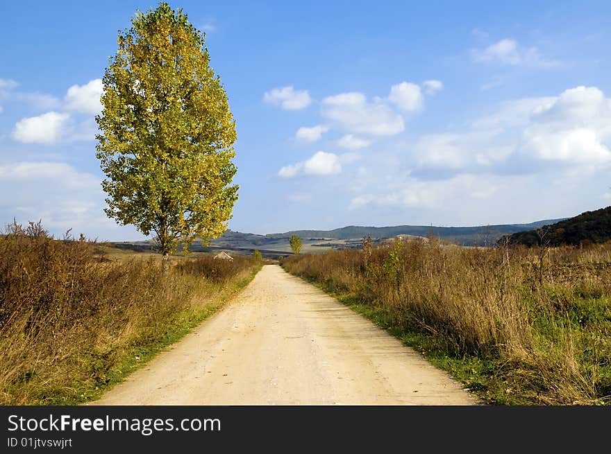 Tree and road