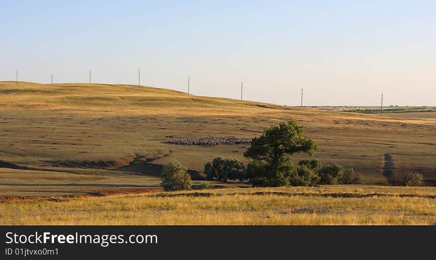 Sheepherd in steppe