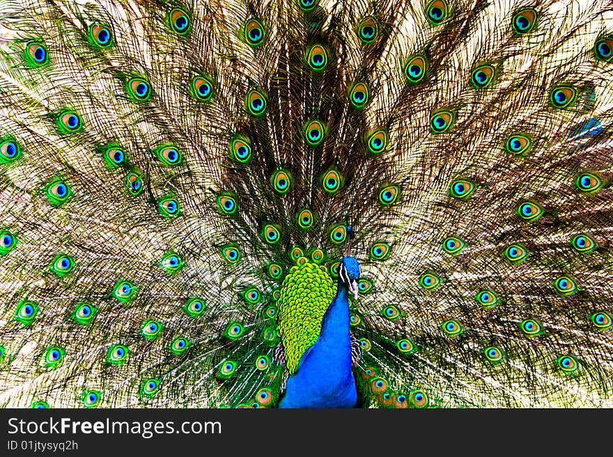 Peacock Spreads  Tail