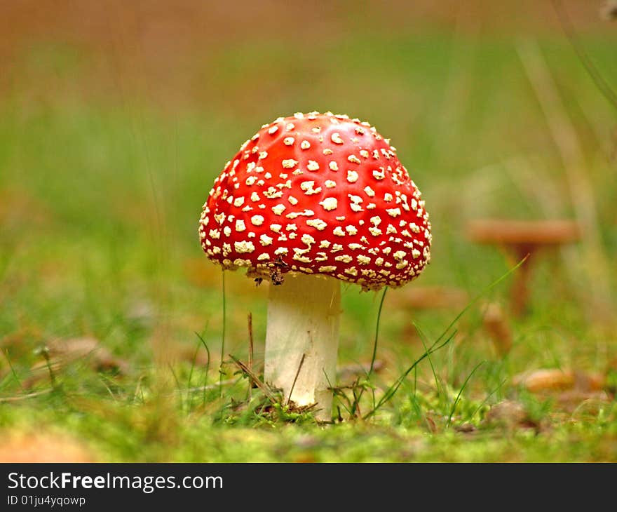 Fly Agaric