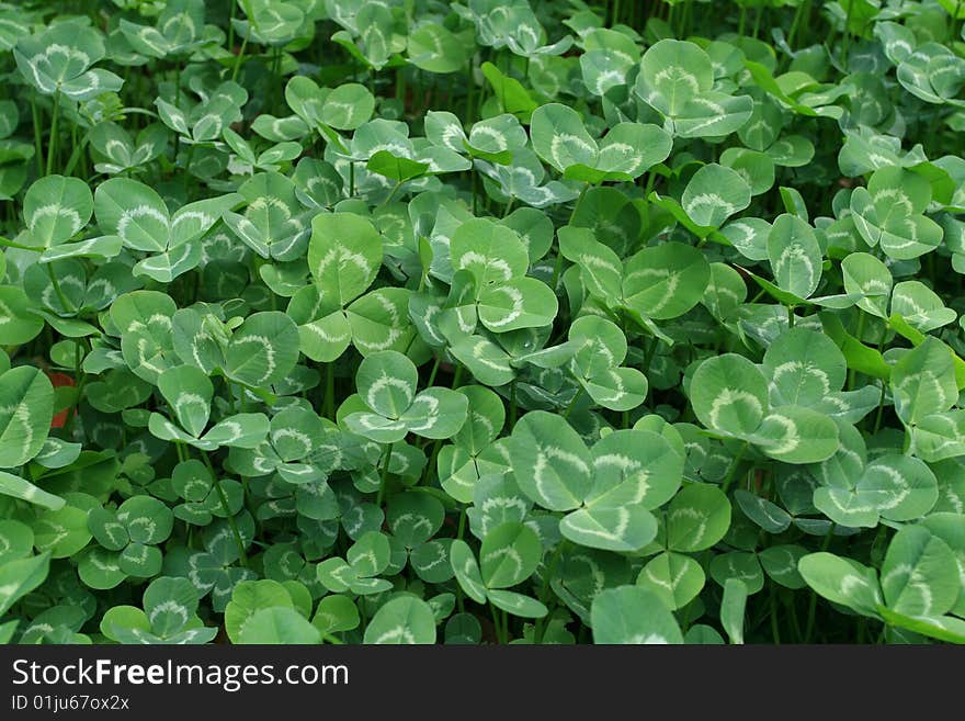 Clover in shanghai garden,beautiful plant