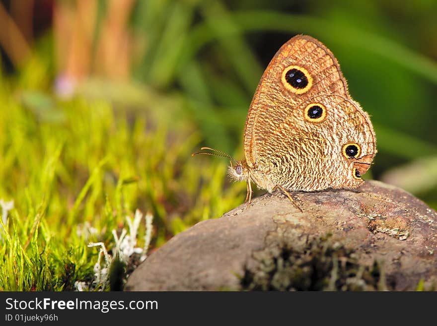 Butterfly S Eyes