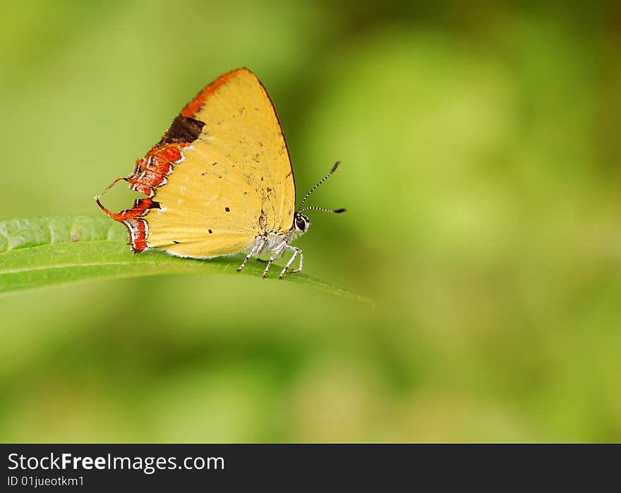 A small cute butterfly. It has yellow wings. Its head looks like an alien. A small cute butterfly. It has yellow wings. Its head looks like an alien.