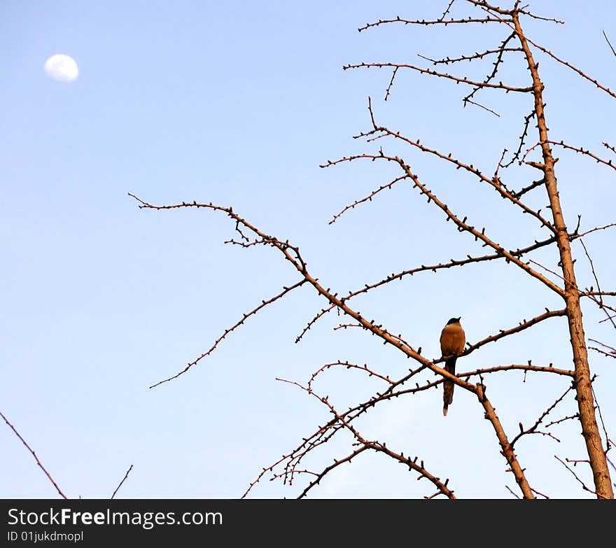 Bird In Tree Against The Moon