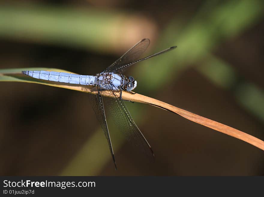 A male Orthetrum brunneum - southern skimmer - showing off his beautiful colors. A male Orthetrum brunneum - southern skimmer - showing off his beautiful colors