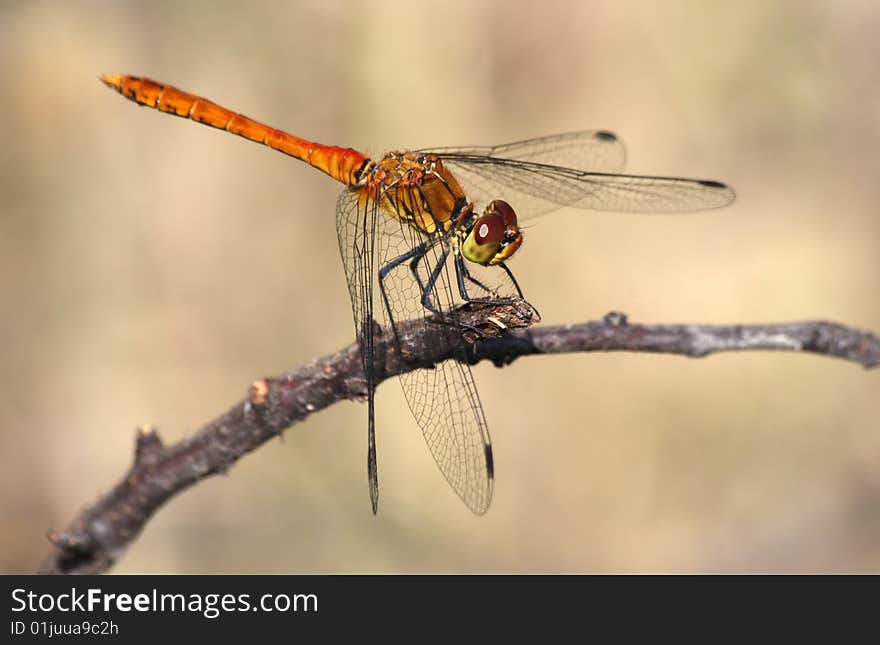 A male ruddy darter - Sympetrum sanguineum - a common species of dragonflies in Romania. A male ruddy darter - Sympetrum sanguineum - a common species of dragonflies in Romania