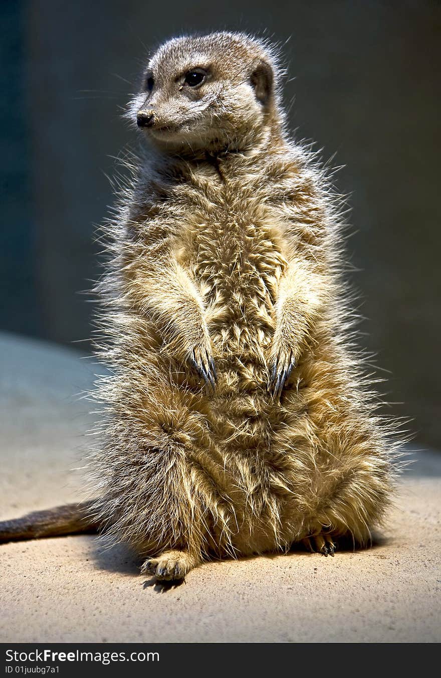 Meerkat 9