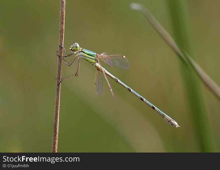 Migrant spreadwing - Lestes barbarus male