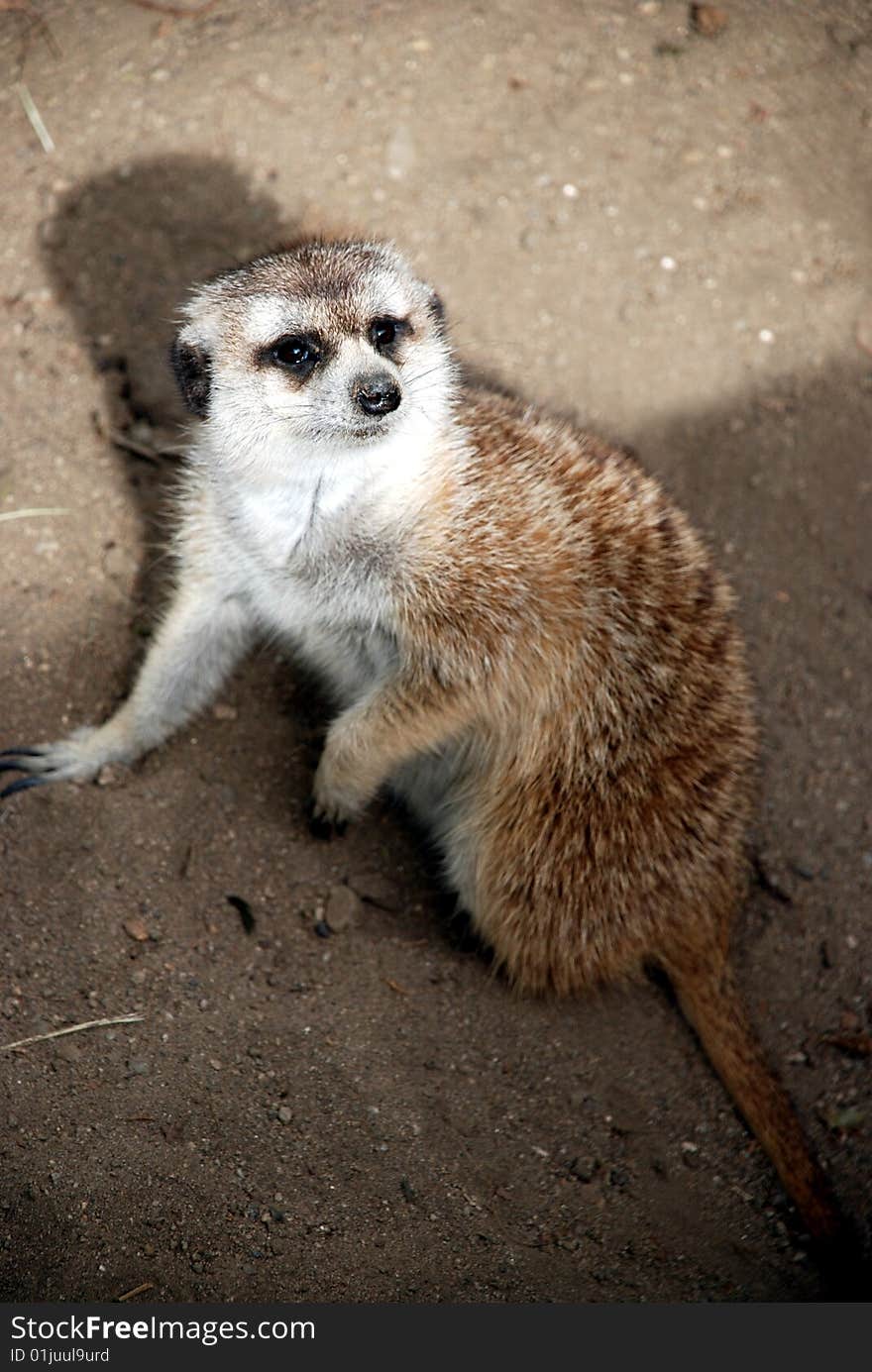 A meerkat with its big curious eyes