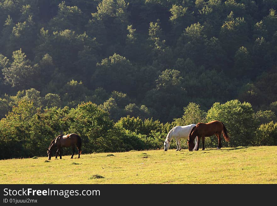 Three horses grazing on a mountain pasture. Three horses grazing on a mountain pasture