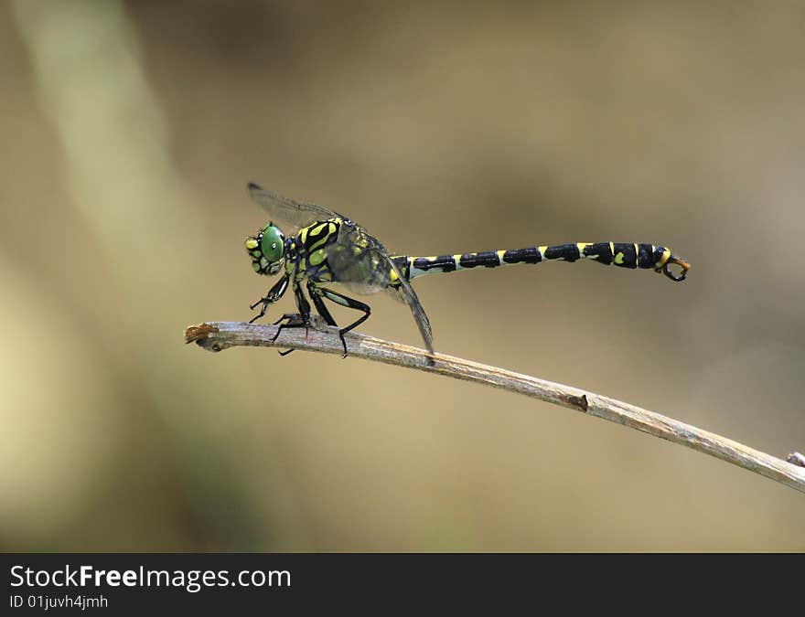 Small Pincertail - Onychogomphus Forcipatus