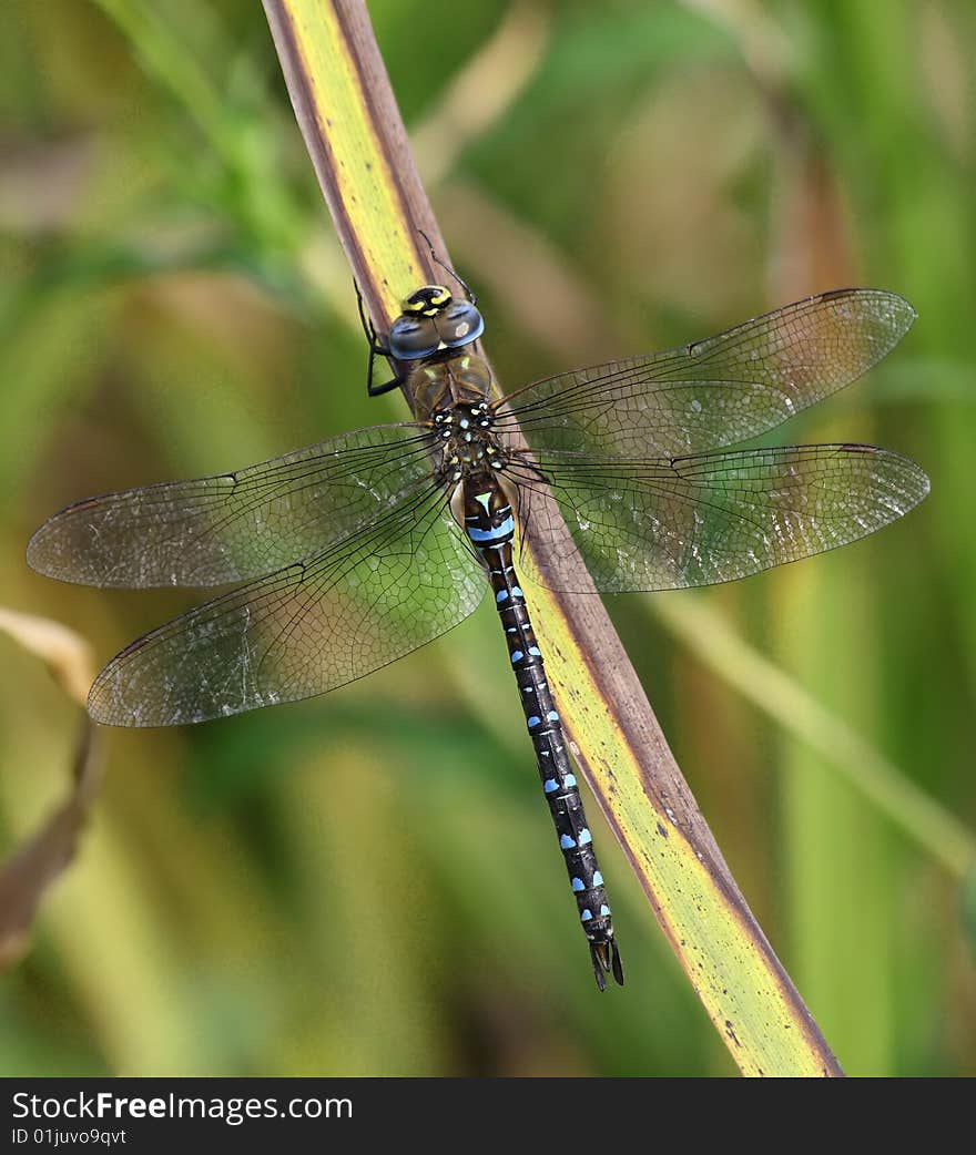 Migrant Hawker Male - Aeshna Mixta