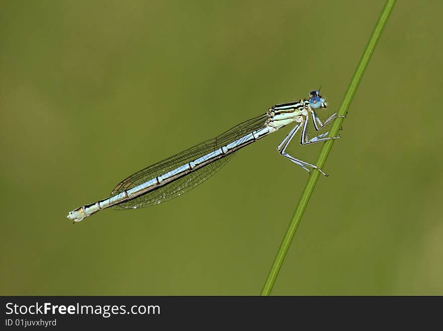 A male white-legged damselfly - Platycnemis pennipes - resting on a grass