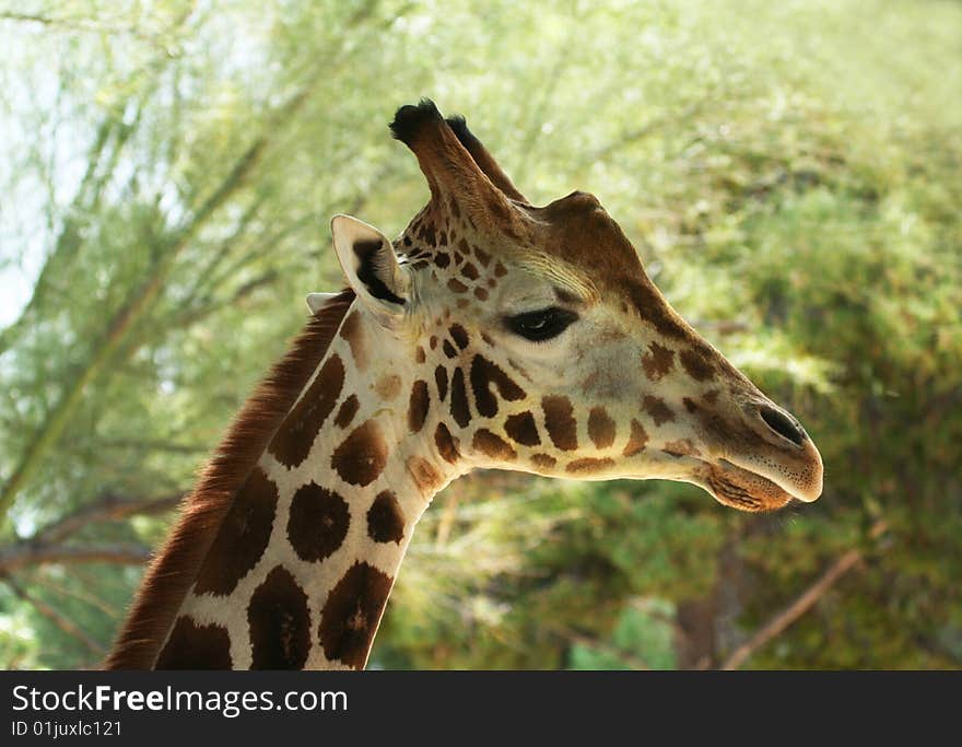 A Profile of an African Giraffe Among the High Tree Branches. A Profile of an African Giraffe Among the High Tree Branches