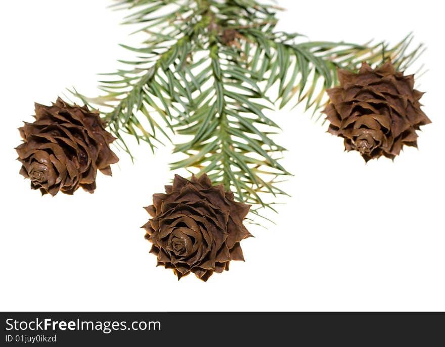 Seed cones of a China Fir tree on white background. Lit from behind to eliminate shadow. Seed cones of a China Fir tree on white background. Lit from behind to eliminate shadow.