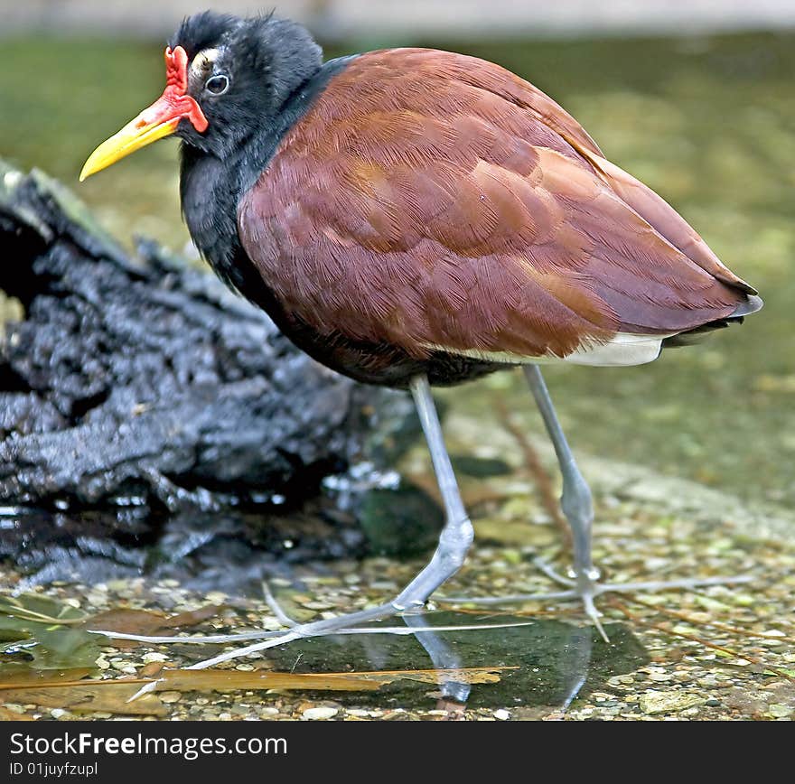 Jacana 2