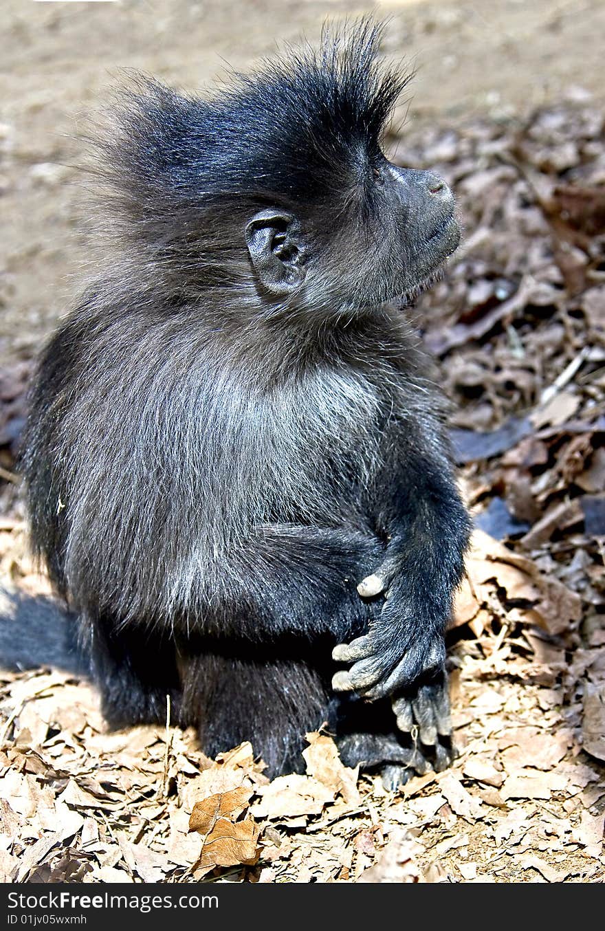 Young white-cheecked Mangobey. Latin name - Lophocebus albigena albigena. Young white-cheecked Mangobey. Latin name - Lophocebus albigena albigena