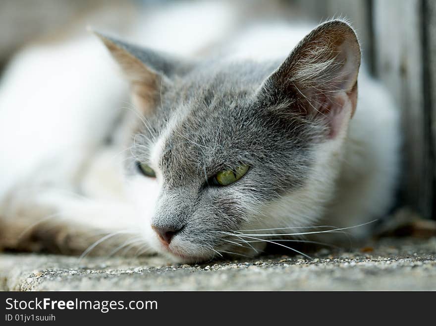 Cat laying on the ground. Cat laying on the ground