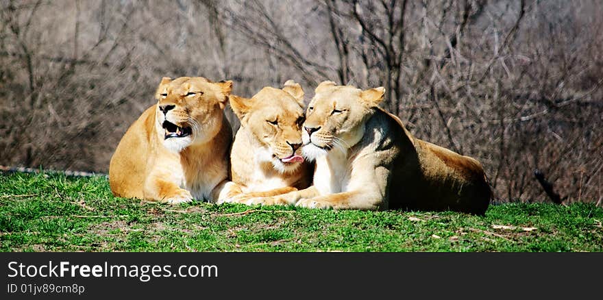 Three male Lions laying down at the zoo. Three male Lions laying down at the zoo