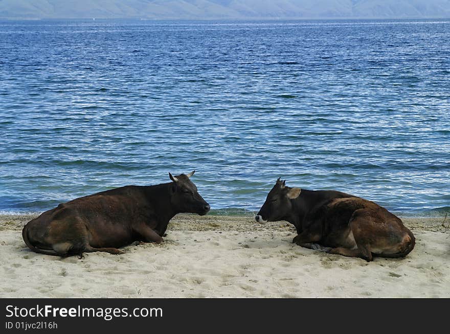 Cows lying on shore sand with lake behind. Cows lying on shore sand with lake behind