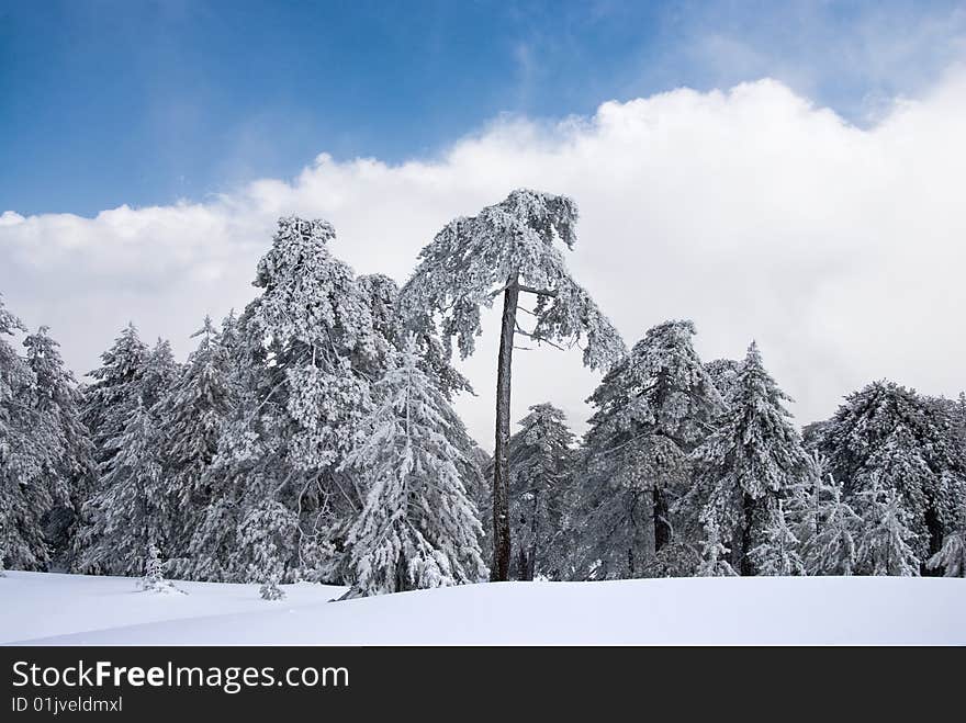 Winter landscape with snow