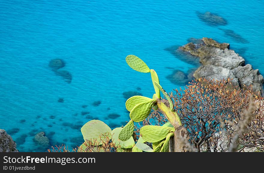 Cactus against blue sea