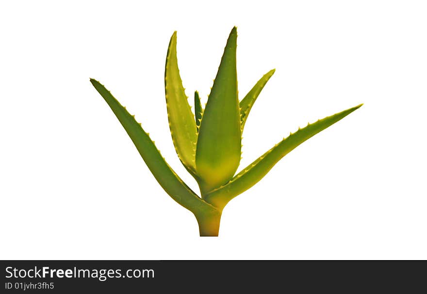 Aloe Vera on white background