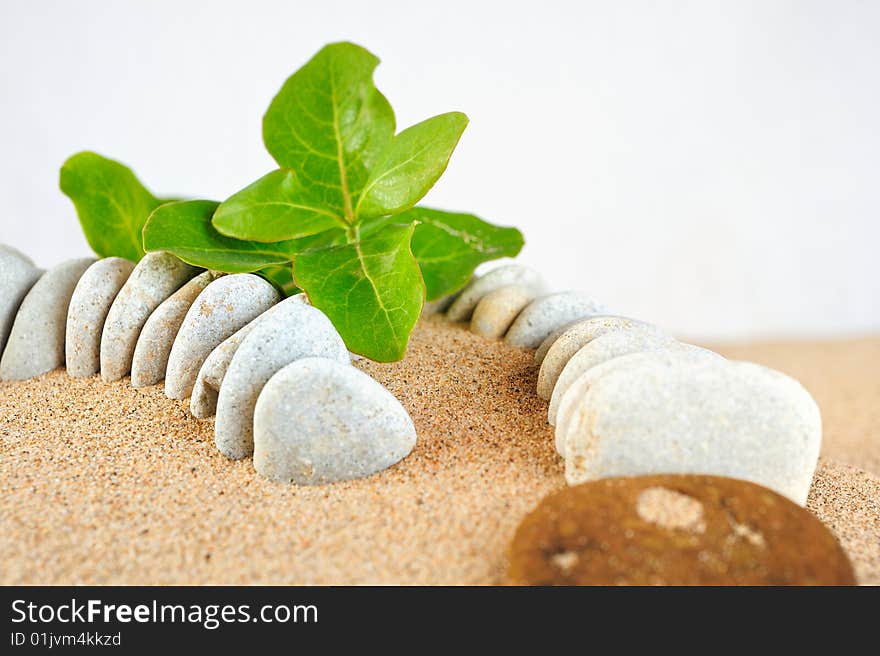 Green leaf among the stones on the sea sand. Green leaf among the stones on the sea sand