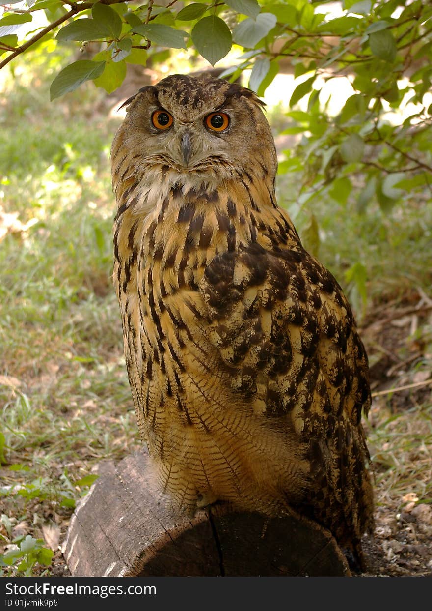 Eagle owl