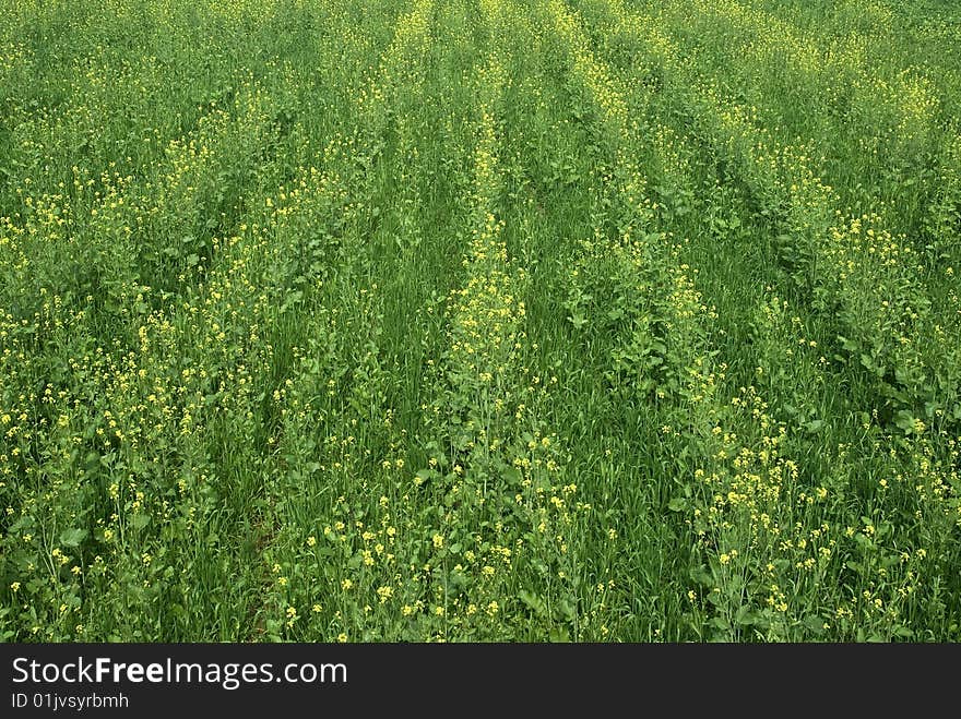 Green field of grass and flowers