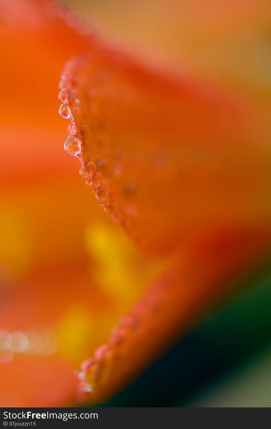 Red flower petals with dew drops closeup