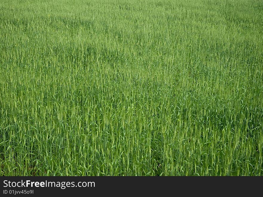 Green field of grass and flowers