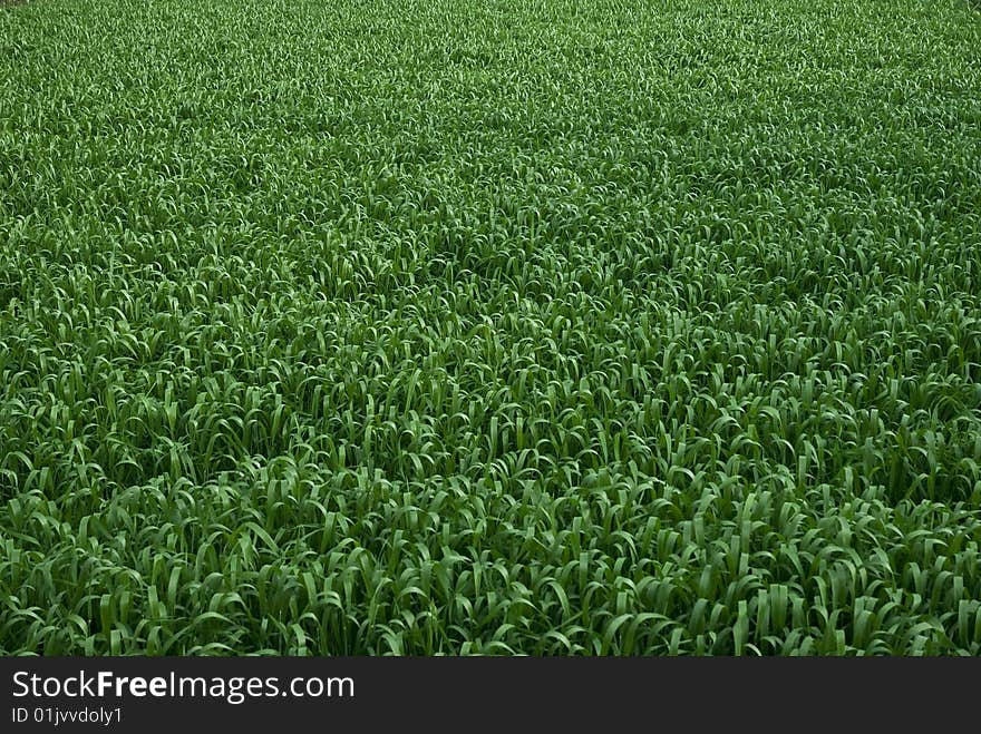 Green field of grass and flowers