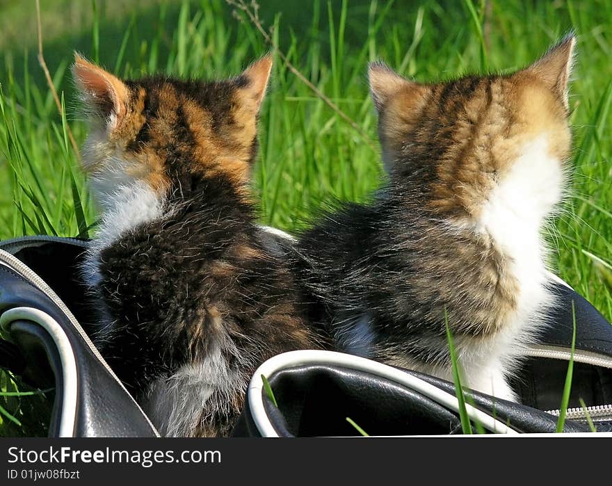 The little kitten playing is in a grass