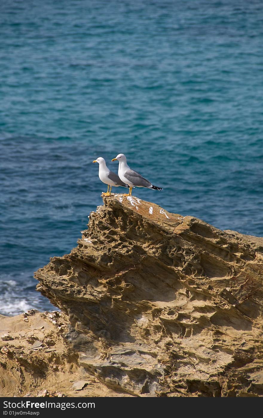 Couple of seagulls standing on a cliff, watching the ooean