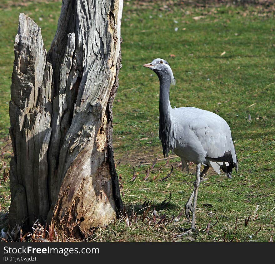 Bird Animal Crane