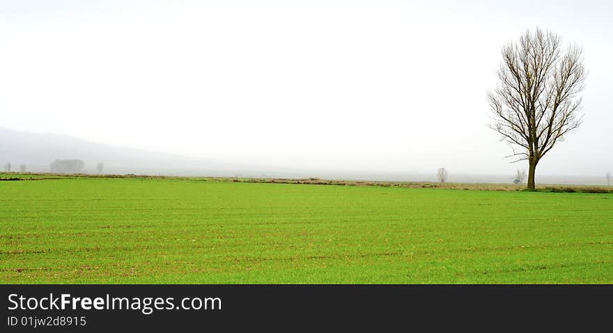 Area with one tree growing on the horizon. Area with one tree growing on the horizon