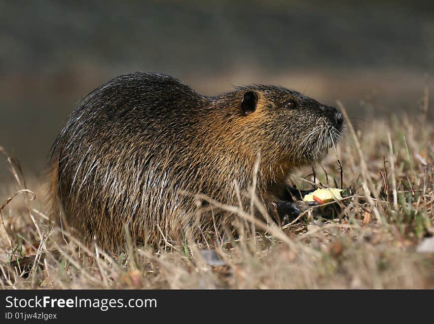 Coypu with apple