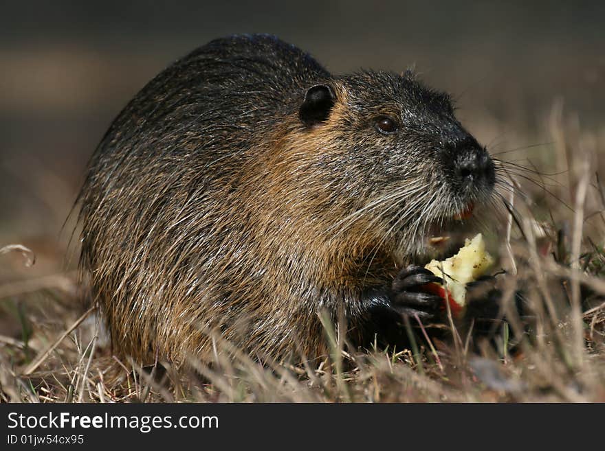 Big coypu with apple on spring