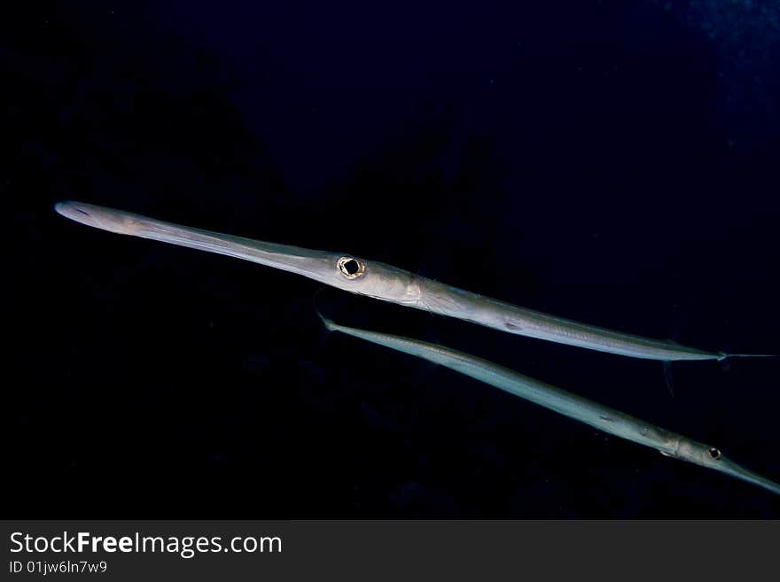 Bluespotted cornetfish