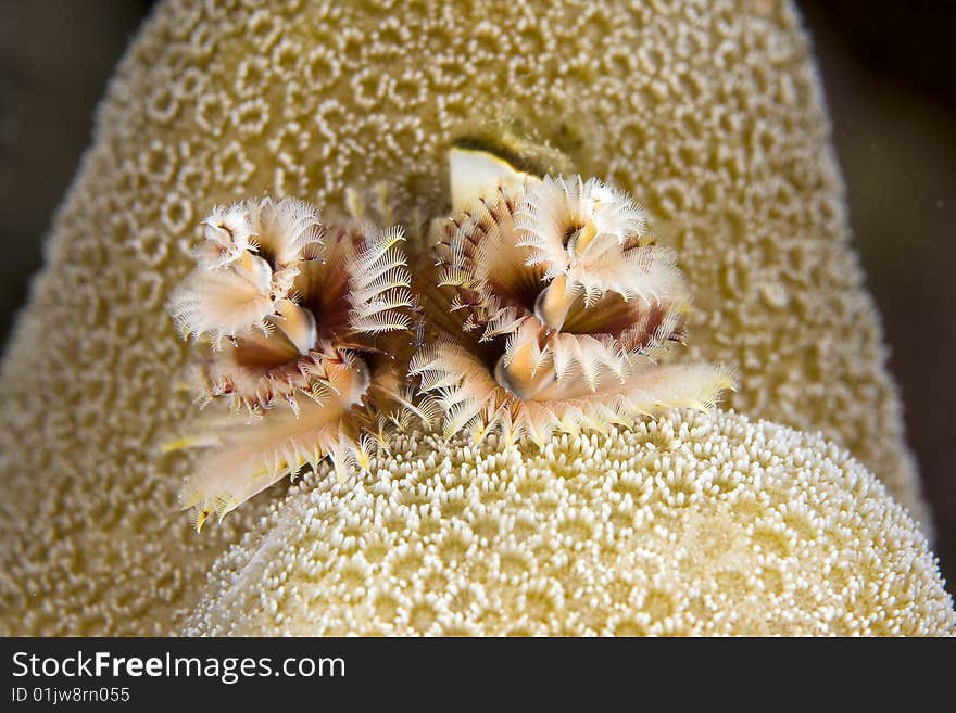 Christmas tree worm