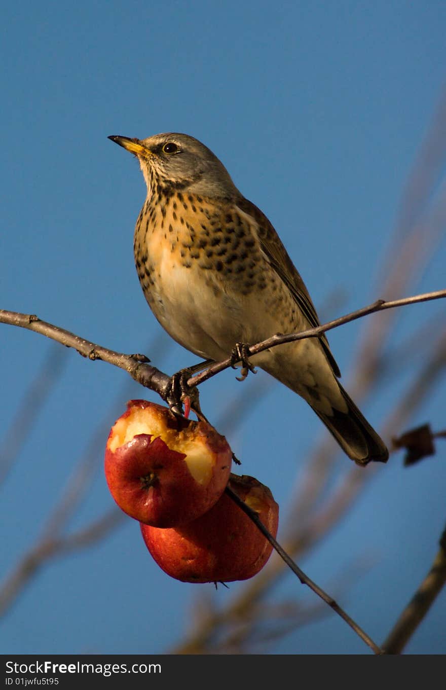 Thrush