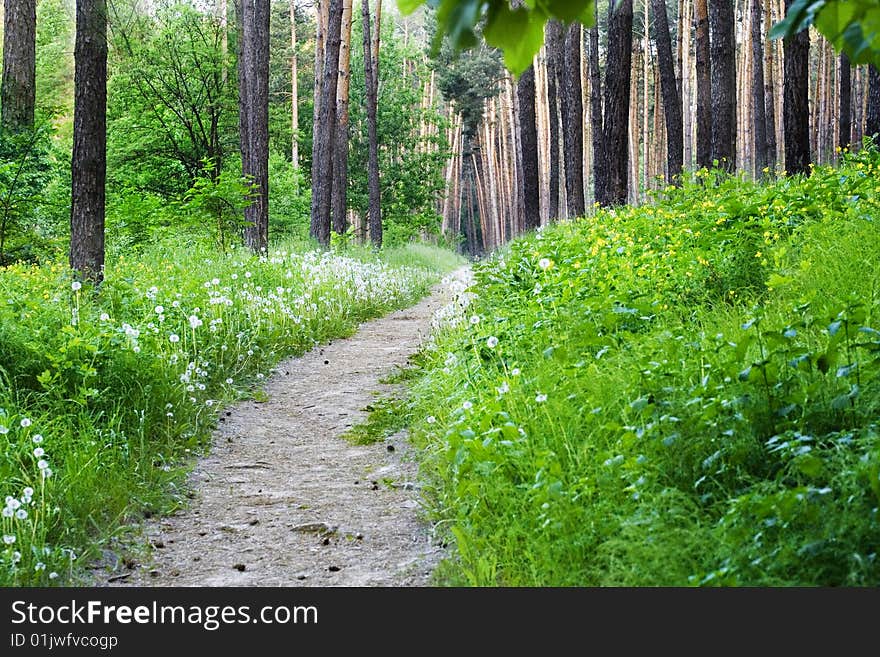 Empty Hiking Trail With Green Grass And Trees