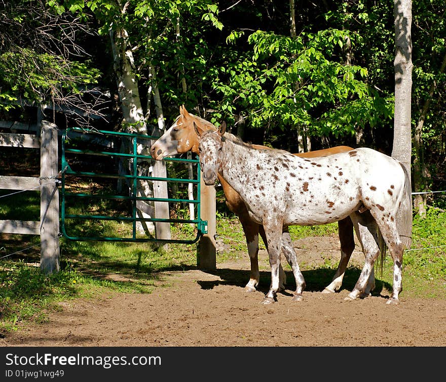 Hobby horses standing in fenced area. Hobby horses standing in fenced area