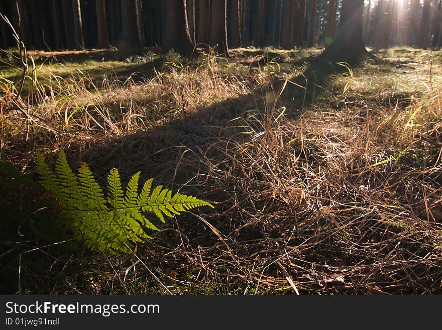 Morning sun in a forest